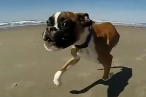 다리 두 개 가진 견공의 첫 해변 나들이 ‘감동’