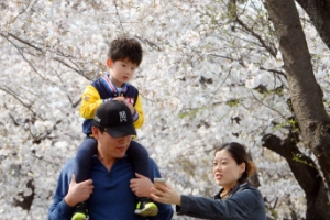 급히 온 벚꽃… 급해진 축제