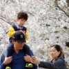 급히 온 벚꽃… 급해진 축제