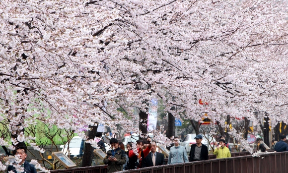 제52회 진해 군항제 개막을 이틀 앞둔 30일 낮 경남 창원시 진해구 여좌동 벚꽃길을 관광객들이 걷고 있다. 여좌천 일대는 미국 CNN방송이 ‘한국에서 꼭 가봐야 할 50곳’ 가운데 벚꽃 명소로 선정한 곳이다.  연합뉴스