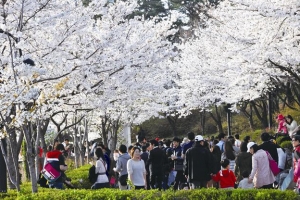 꽃 다 질라… 일주일 앞당긴 벚꽃축제