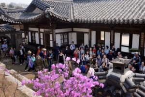 상춘객 불러모은 낙선재 꽃향기