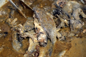 [김준의 바다 맛 기행] <7>나른한 봄, 기운 돋우는 조기