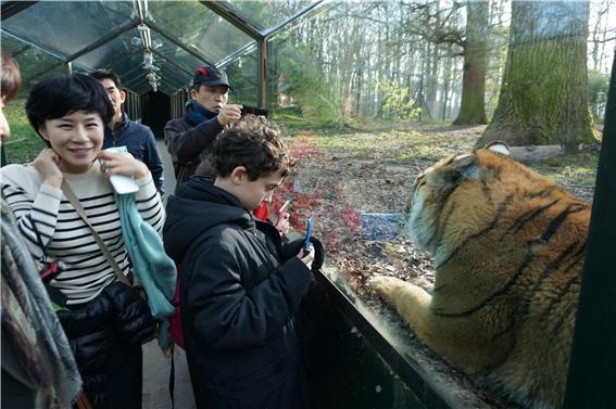 프랑스 파리 투아리 동물원에서 관람객들이 유리로 된 관람창 사이로 사자를 구경하고 있다.
