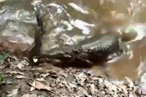 전기뱀장어 잡아먹다 감전돼 기절하는 악어 포착