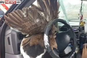 야생 오리, 달리던 차 덮쳐 유리창 박살 ‘아찔’