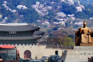 세종대왕도 돌아보고 싶은 벚꽃