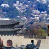 세종대왕도 돌아보고 싶은 벚꽃