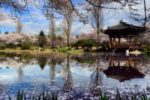 떠나가기 전에… 당신께 숨겨진 벚꽃을 전송해 드립니다