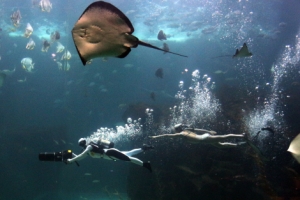 물범·재규어가 한집 식구 “수족관 옆 동물원에 놀러와”