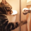 화장지 ‘풀었다 감았다’ 기교 부리는 고양이 포착