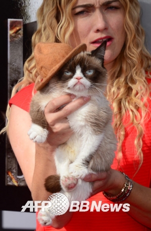 화난 듯한 표정으로 유명한 고양이 ‘그럼피 캣’ ⓒ AFPBBNews=News1 