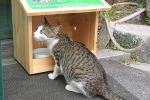 ‘길냥이’를 위한 첫발 내디딘 강동구