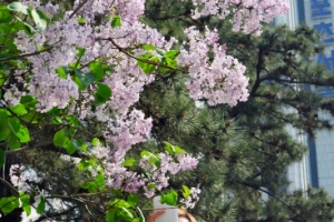 라일락향기 전해지나요