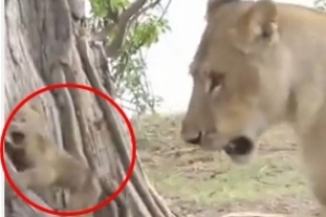 “빨리 도망가라니까!” 어미 원숭이 죽인뒤 새끼 놓아주는  암사자 포착