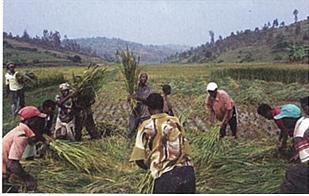 시범마을로 지정된 르완다 무심바 마을의 주민들이 벼를 수확하고 있다. 안전행정부 제공