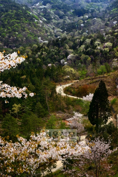 산벚꽃과 신록이 그럴싸하게 어우러진 천관산. 장흥 출신의 수많은 문인들에게 문학적 영감을 안겨준 곳이다. 이 길 맞은편에 4㏊에 이르는 동백꽃 군락지가 있다.