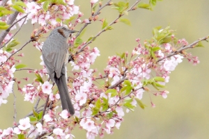 저도 꽃을 떠나기 싫어요