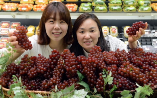 ‘델라웨어 포도’ 올 첫 출하