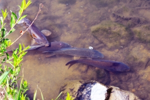 2세 낳느라 분주한 중랑천 잉어들
