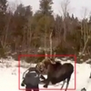 ‘따라오지마!’ 스노모빌 추격에 화난 엘크, 돌연 반격