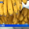 바나나 전염병 ‘파나마병 변종 TR4’ 창궐…바나나 멸종위기?