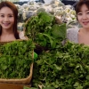 산지 직송 봄나물 판매