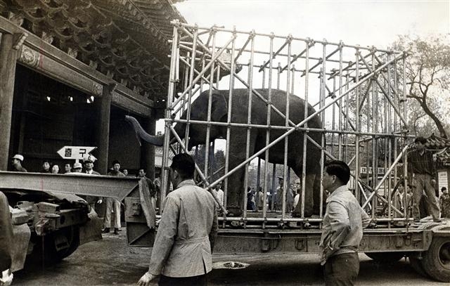 과천 서울대공원으로 이사를 시작한 1983년 코끼리를 실은 트레일러가 서울 종로구 창경원을 나서고 있다.