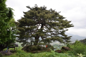 하동 천연기념물 ‘문암송’ 혈통 보존