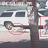 개에게 공격당하는 4살 소년 구하는 고양이 화제