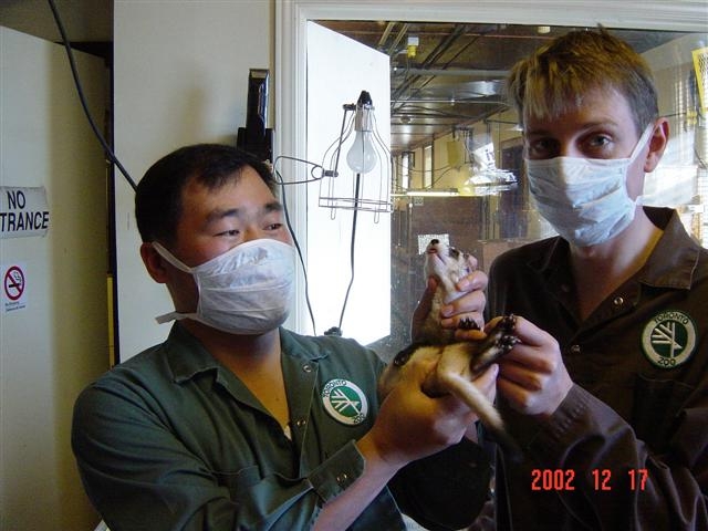 캐나다 토론토동물원에서 종 보전을 위해 마련된 검은발족제비 증식센터 레지던트가 동물 상태를 관찰하는 모습. 서울동물원 제공 