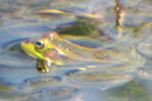 청원 폐기물 매립 예정지 금개구리 40여마리 서식