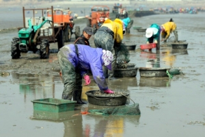 태안 바지락 수확 한창