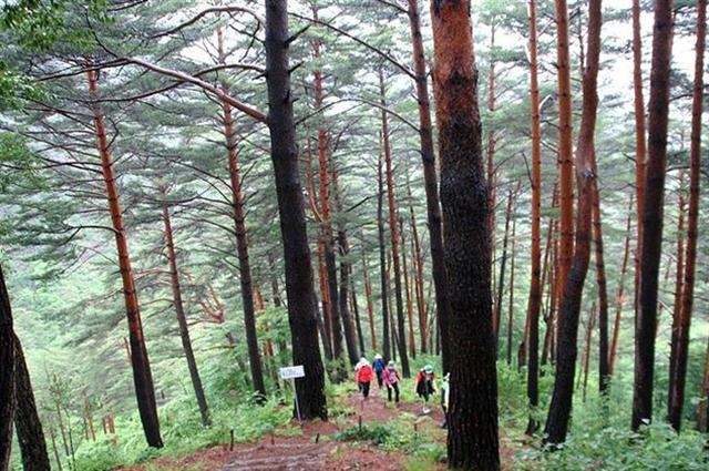 자연유전 보전 지역으로 지정된 경북 울진군 서면 소광리 금강소나무 숲길. 탐방객들이 숲해설가의 안내로 금강소나무 숲길을 트레킹하고 있다. 산림청 남부지방산림청 제공