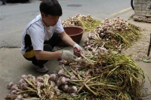 [이제 해충 잡기도 친환경 시대다!] 모기 쫓아내는 ‘독한 마늘’
