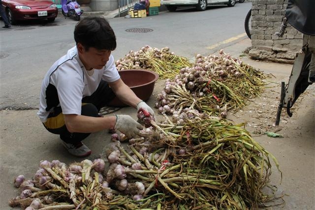 동작구는 대개 일반 쓰레기로 버려지는 마늘대에서 추출한 액체로 친환경 방역을 할 계획이다. 동작구 제공