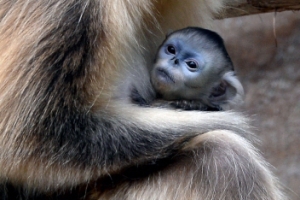 황금 원숭이 새끼 낳았어요