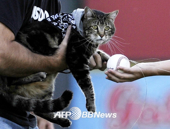 4살 소년의 목숨을 구하고 시구자가 된 고양이 ‘타라’ ⓒ AFPBBNews=News1