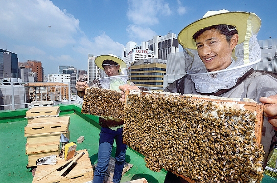 빌딩숲 가운데인 서울 명동 유네스코회관 옥상에서 23일 박진(오른쪽) 어반비즈서울 대표와 양봉 수강생이 벌집을 들어 보이고 있다. 이 옥상에 있는 벌통 5개에는 꿀벌 10만여 마리가 살고 있다. 도준석 기자 pado@seoul.co.kr