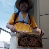 [커버스토리-양봉에 빠진 달콤한 도시] 벌·벌 떨지마… 벌이 살아 별이 산다