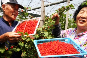 새콤달콤 옥천 산딸기