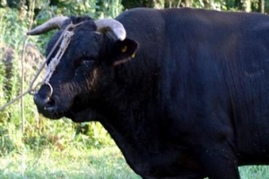 제주 토종 흑우 쉽게 맛보나