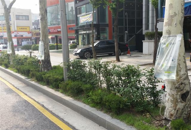 관악구가 직원 발명품인 ‘개량형 수목 공급용 물주머니’를 이용해 가로수와 관목에 수분을 공급하고 있다. 관악구 제공
