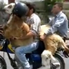 염소 두 마리와 함께 오토바이 타는 남성들 ‘황당’