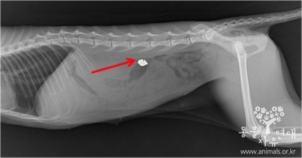 고양이 뱃속에 박혀있는 납탄 