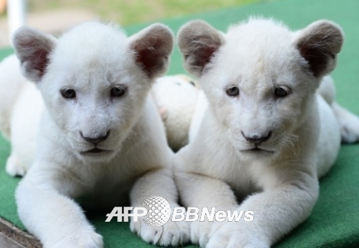 생후 8주된 암수 백사자, ‘몸바사’와 ‘날라’