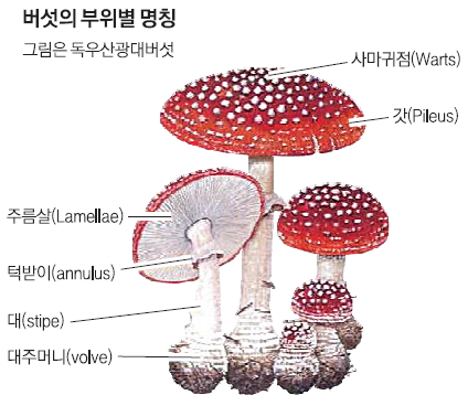 [농촌진흥청과 함께하는 식품보감] 버섯 | 서울신문