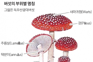 [농촌진흥청과 함께하는 식품보감] <3>버섯