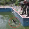 수영장에 숨어 지내던 1.5m 짜리 악어 발견