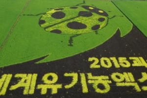 괴산군 대형 논그림 올해도 선보인다
